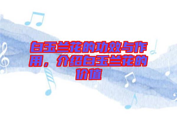 白玉蘭花的功效與作用，介紹白玉蘭花的價值