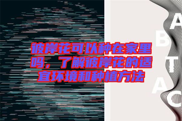 彼岸花可以種在家里嗎，了解彼岸花的適宜環境和種植方法
