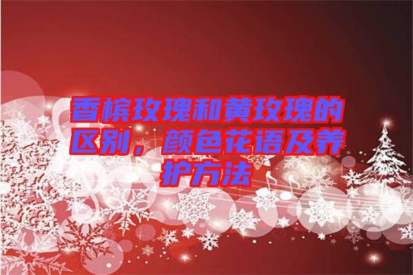 香檳玫瑰和黃玫瑰的區別，顏色花語及養護方法
